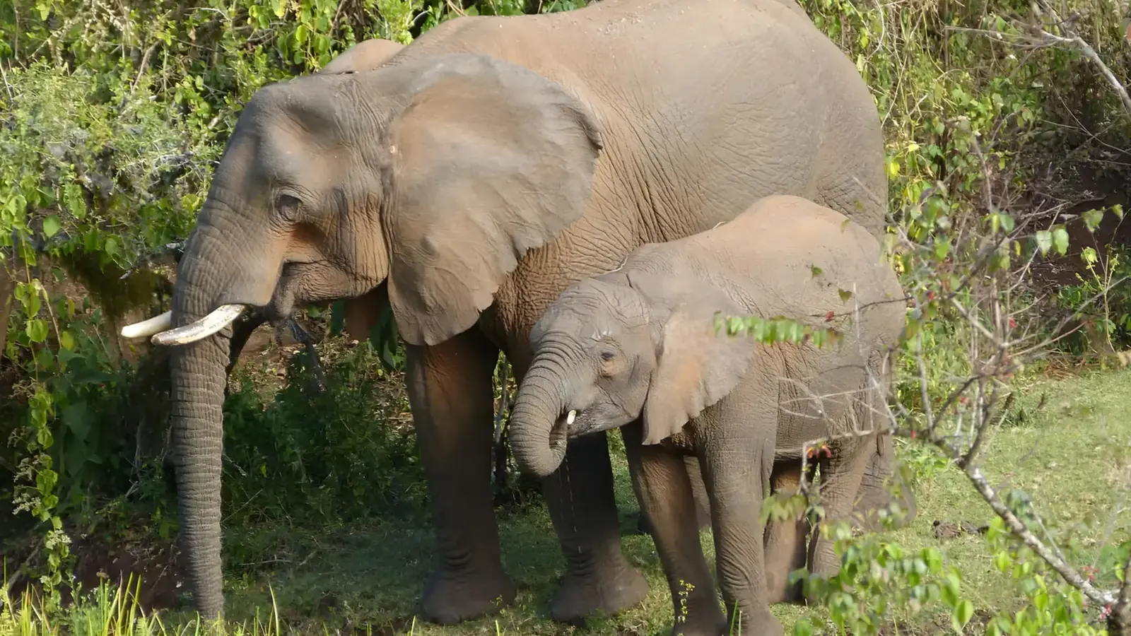 Why African Elephants Use Medicinal Plants and Milk