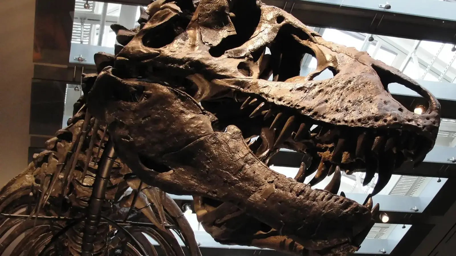T. rex May Have Been Warm-Blooded, Teeth Reveal 36°C Core