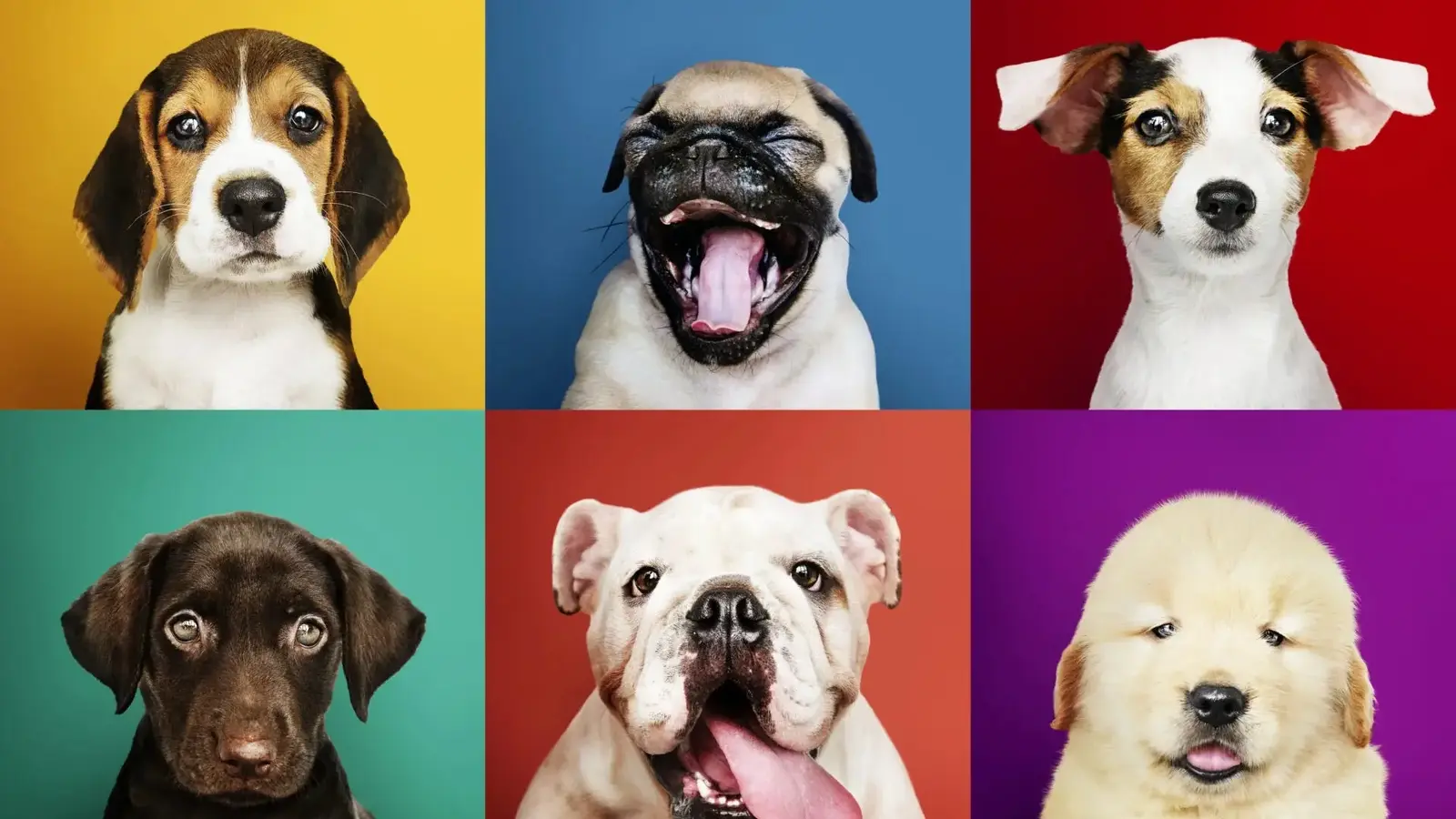 Why Big Dogs Age Faster: Epigenetics Offers Clues Now