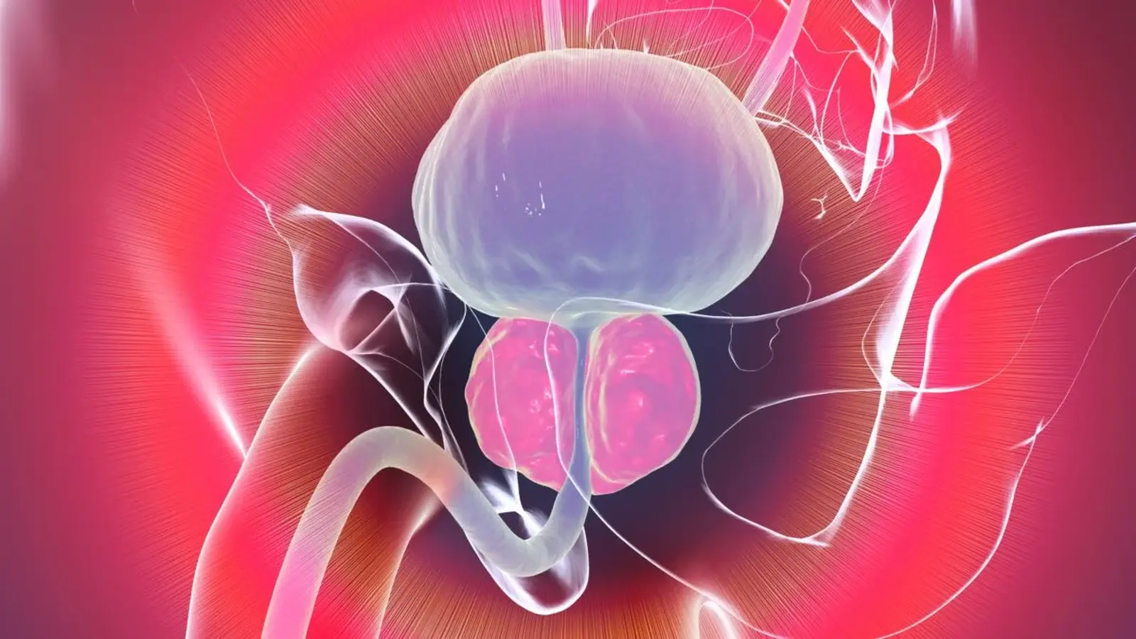 A Cell Type That May Explain Age-Related Prostate Growth