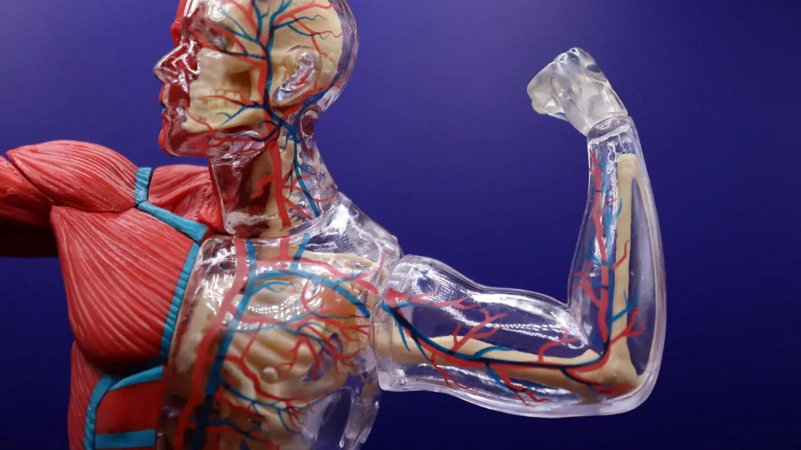 Muscle Loss, Not Weight, May Signal Future Dementia Risk