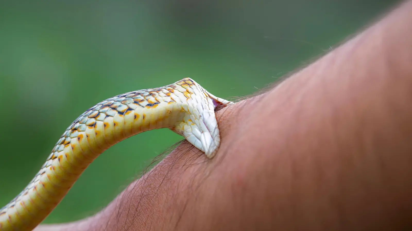 Hidden Deadly Toll of Snakebites: New Global Estimates