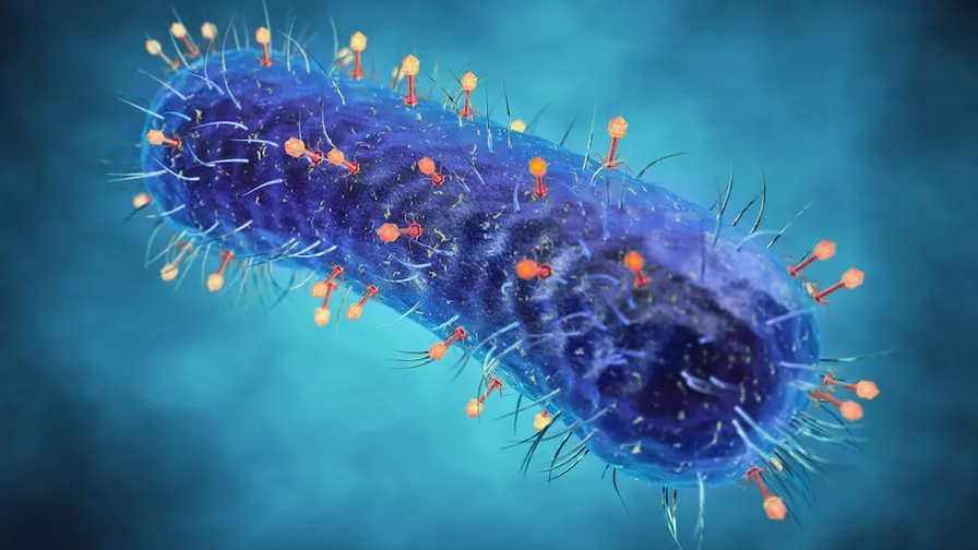 Tumor Bacteria + Vitamin B2 Unlock Lung Cancer Immunity